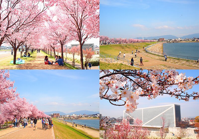 🏞️ 사야마이케 공원 (사야마이케코엔) 이미지 5